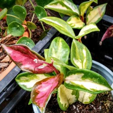 Hoya Carnosa 'Tricolor'