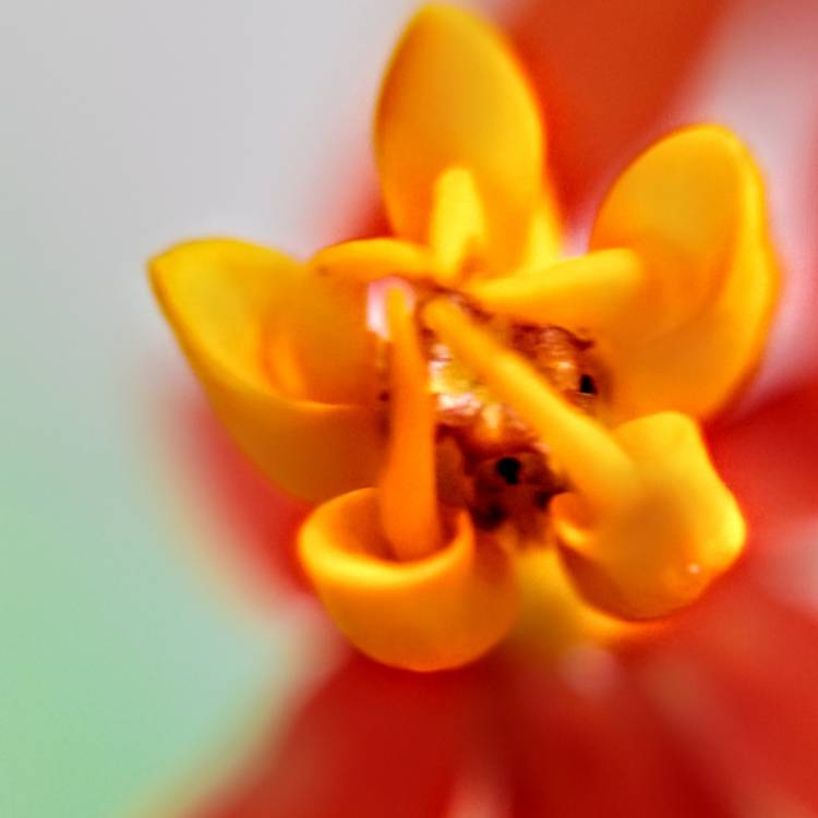 plant image 1471256