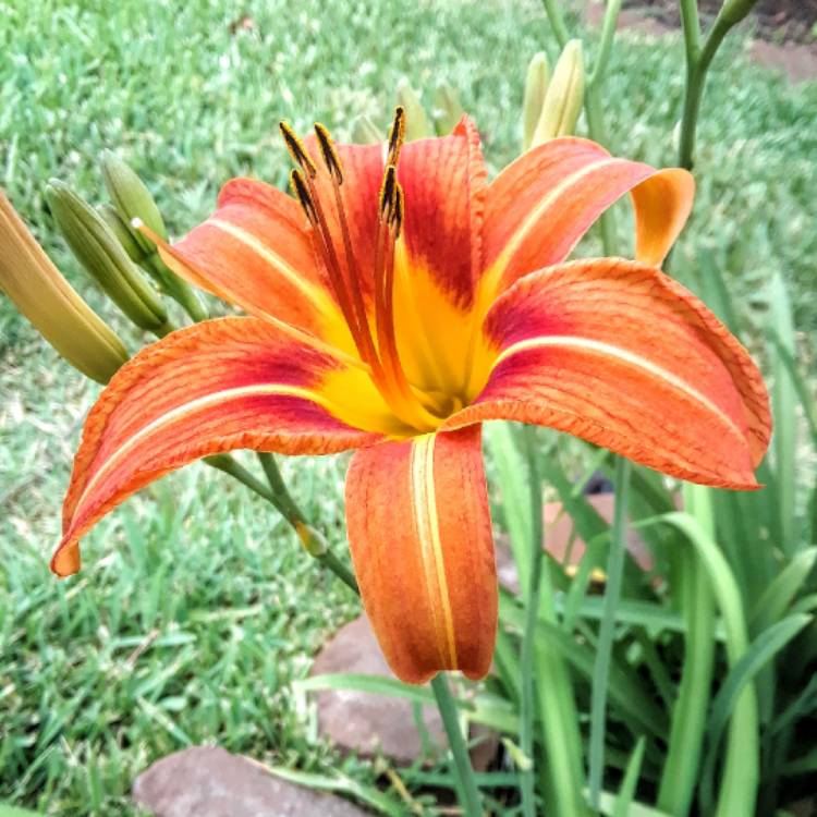 Plant image Hemerocallis fulva