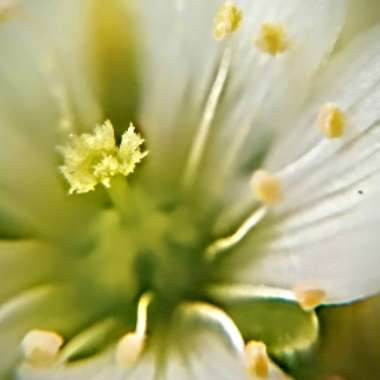 Dionaea muscipula
