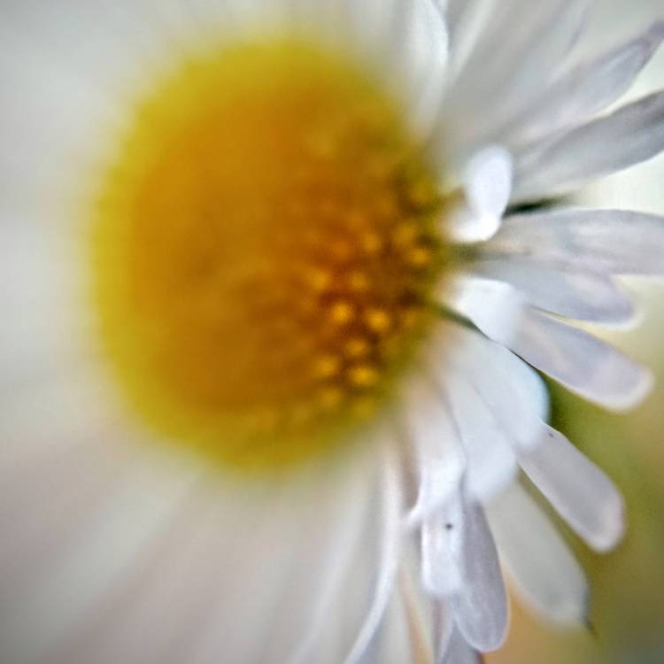Plant image Erigeron