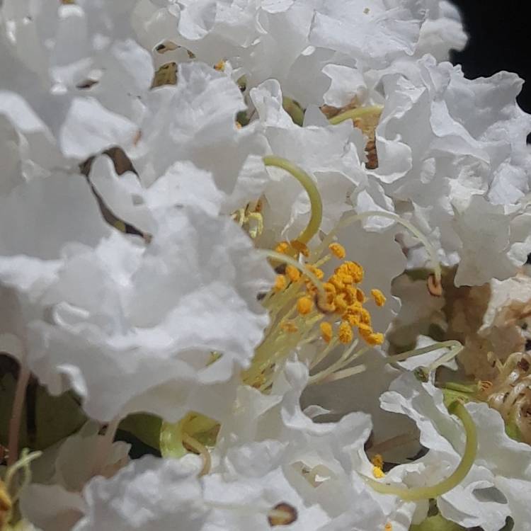 plant image 1478334