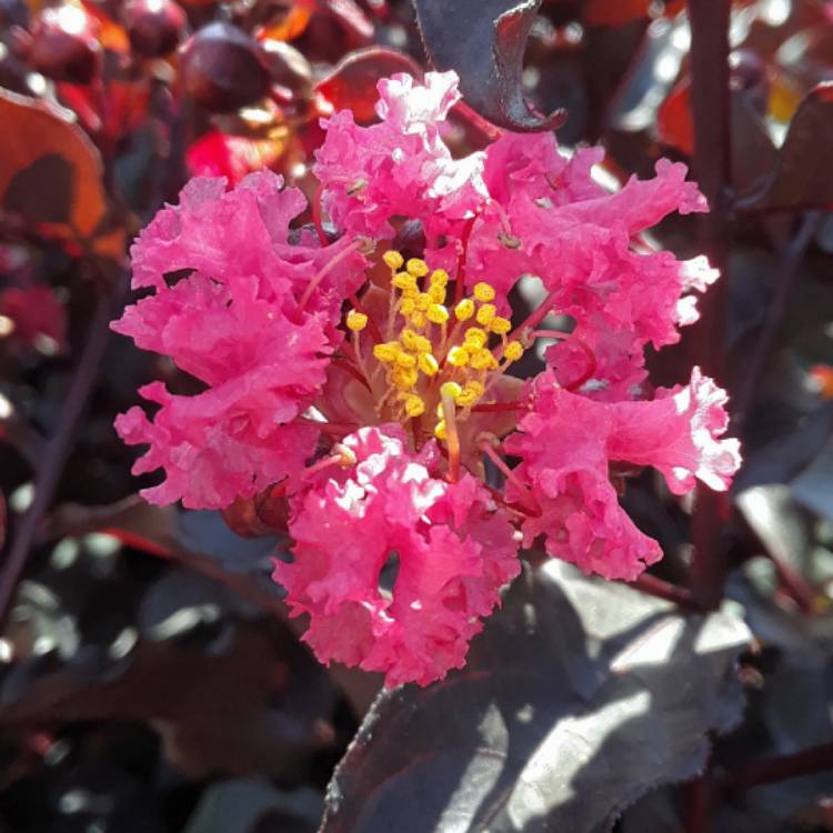 Plant image Lagerstroemia 'Black Diamond®' Red