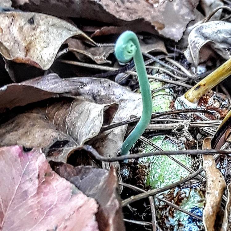 Plant image Phlebodium aureum