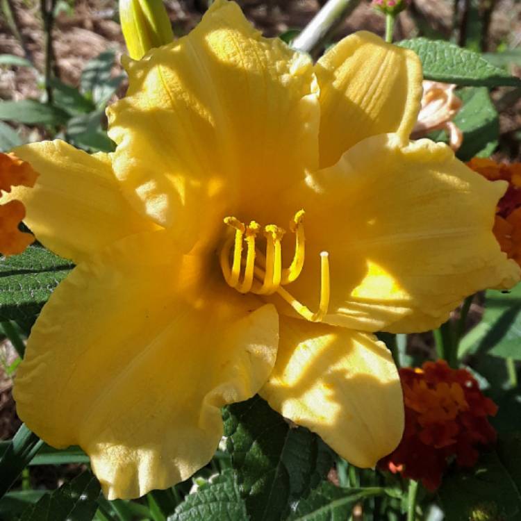 Plant image Hemerocallis 'Stella De Oro'