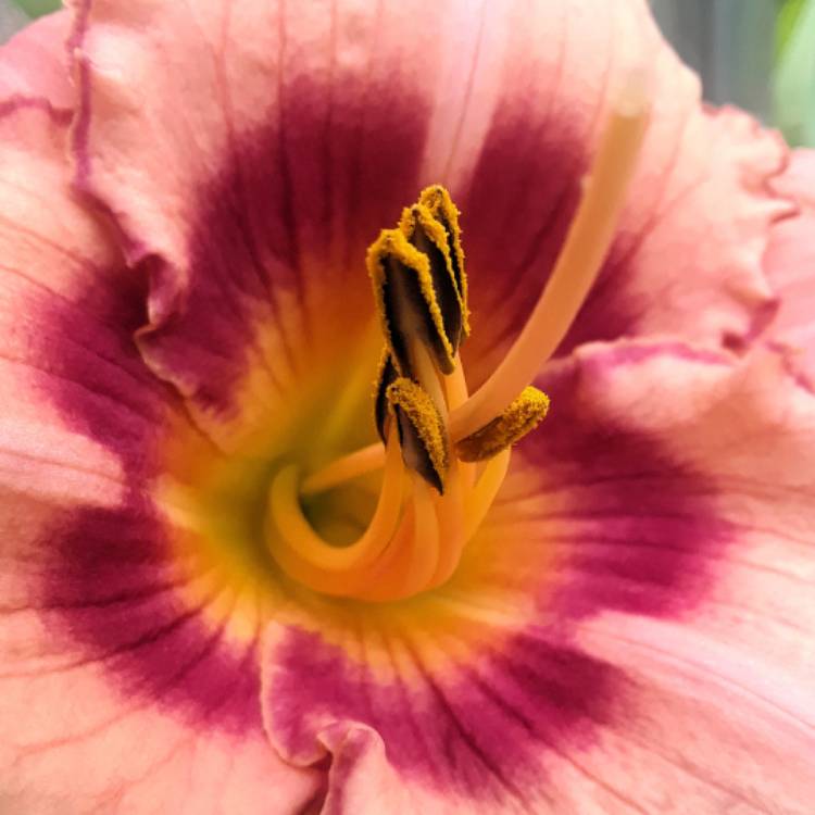 plant image 1481394 plant image 1481394