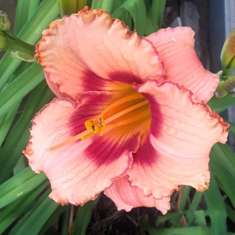 Plant image Hemerocallis 'Strawberry Candy'