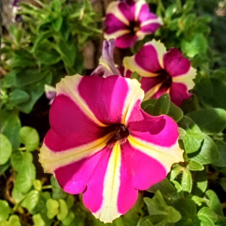 Plant image Petunia surfinia 'Mini trailing'