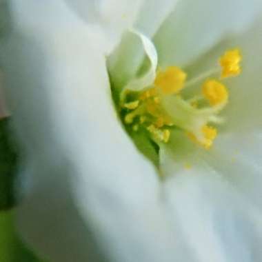 Portulaca grandiflora