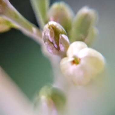 Kalanchoe 'Marmorata'