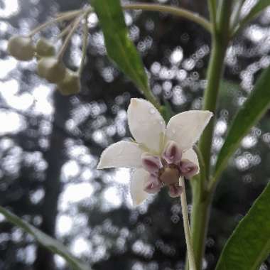 Asclepias