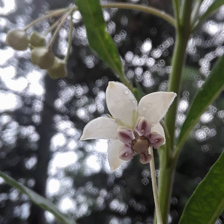 Plant image Asclepias