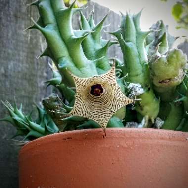 Huernia