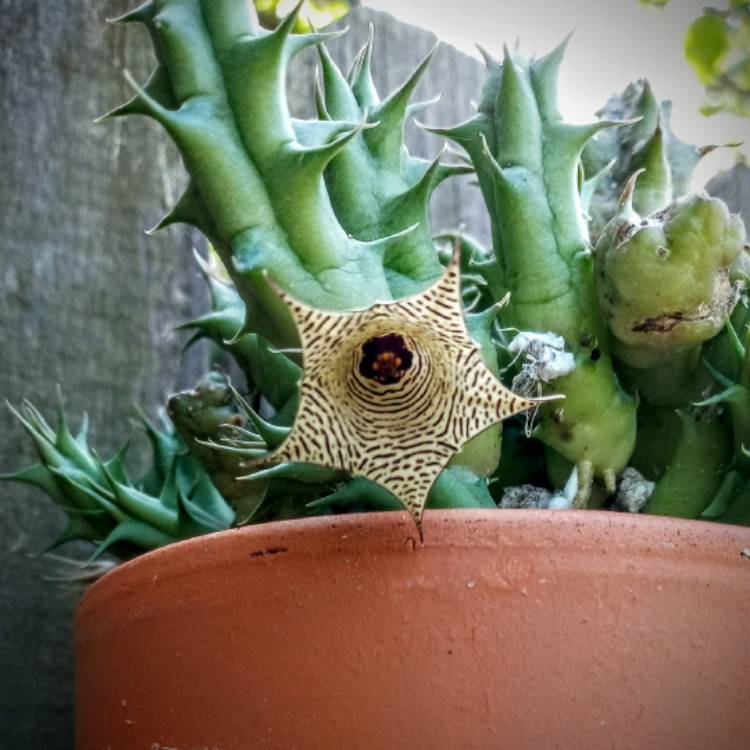 plant image 1514102