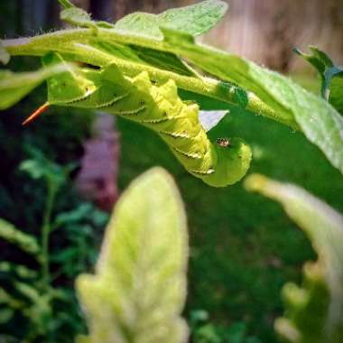 Solanum Lycopersicum 'Green Zebra'