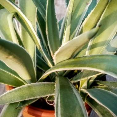 Agave Augustifolia Variegata