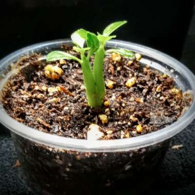 Adenium Arabicum