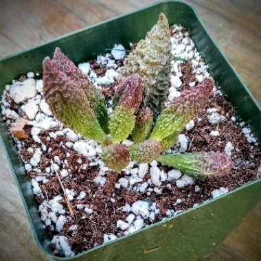 Adromischus Marianae Herrei