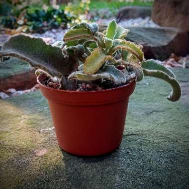 Kalanchoe Beharensis