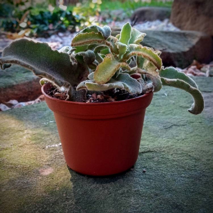 Plant image Kalanchoe Beharensis