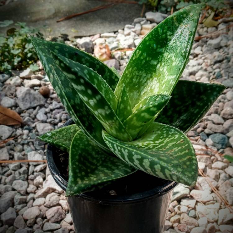 Plant image x Gasteraloe