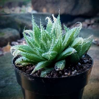 Haworthia Decipiens Poelln.