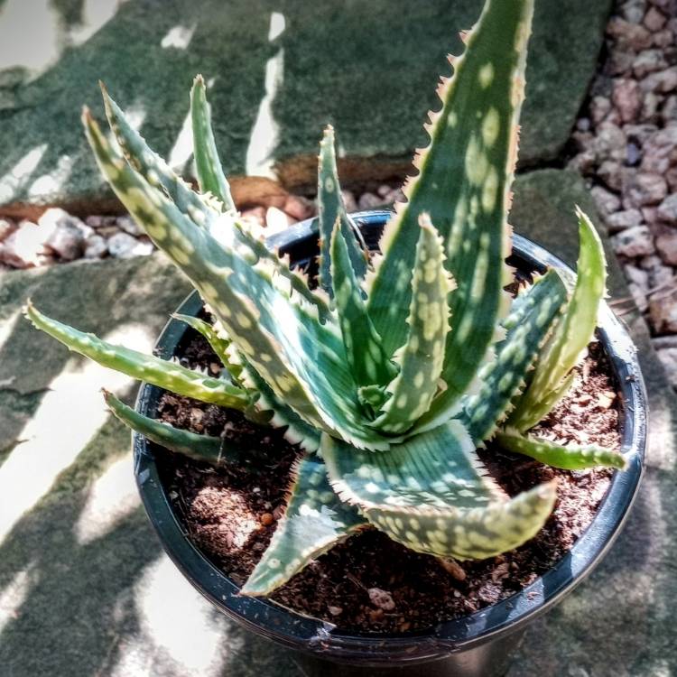 Plant image Aloe 'Coral Fire'