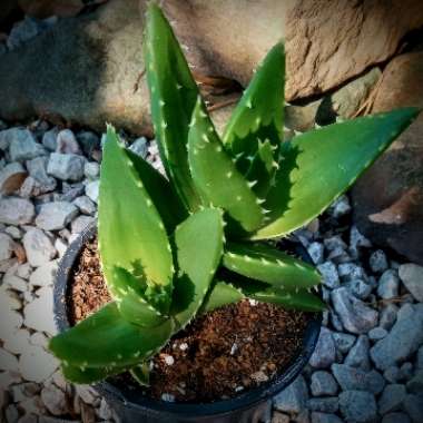 Aloe