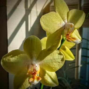 Phalaenopsis