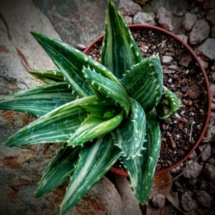Plant image Aloe nobilis variegata