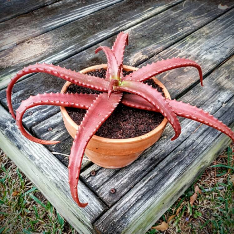 Plant image Aloe cameronii