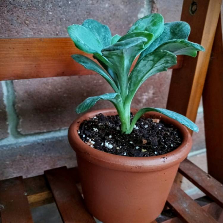 Plant image Senecio
