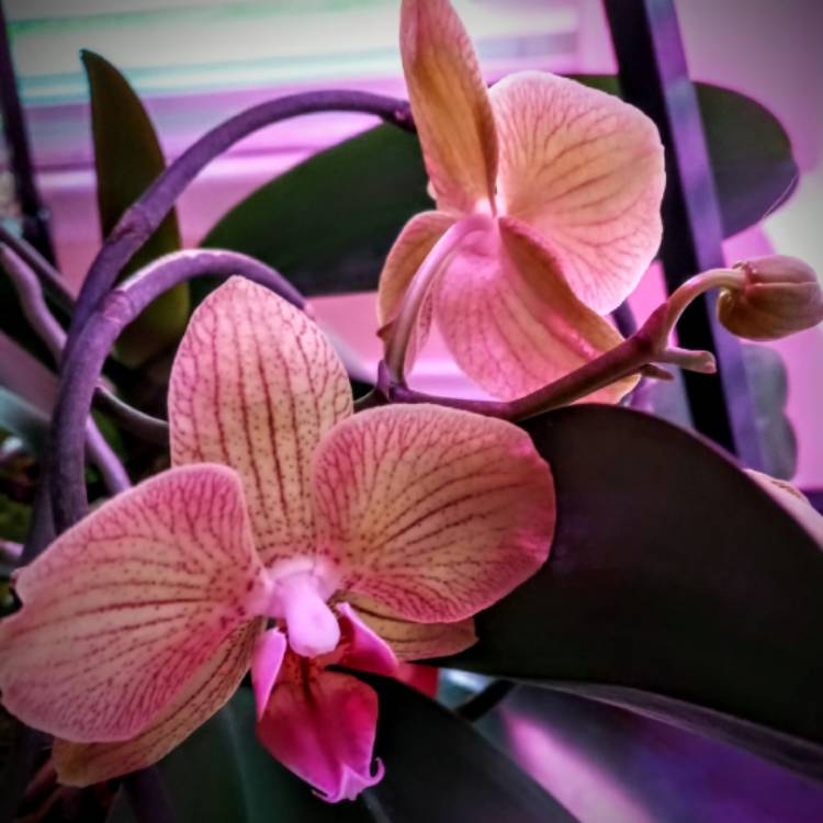 plant image 1552767