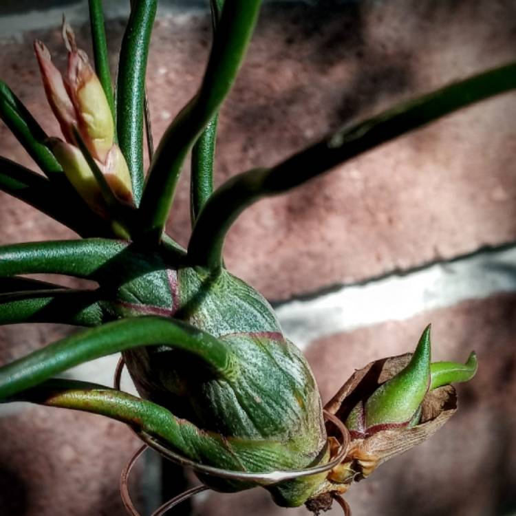 Plant image Tillandsia bulbosa