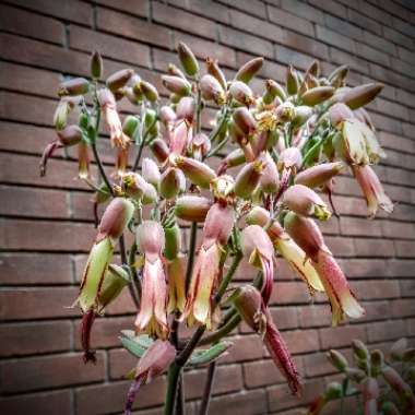 Kalanchoe Gastonis-bonnieri