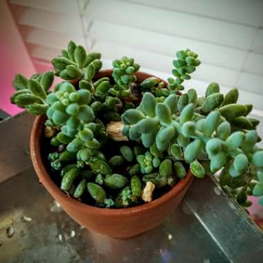 Sedum Morganianum