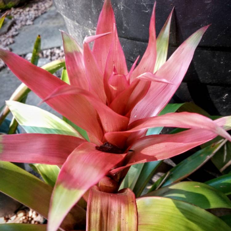 plant image 1558169