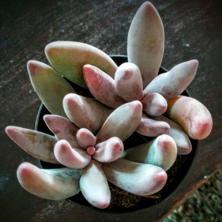 Plant image x Pachysedum 'Ganzhou'