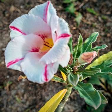 Adenium obesum