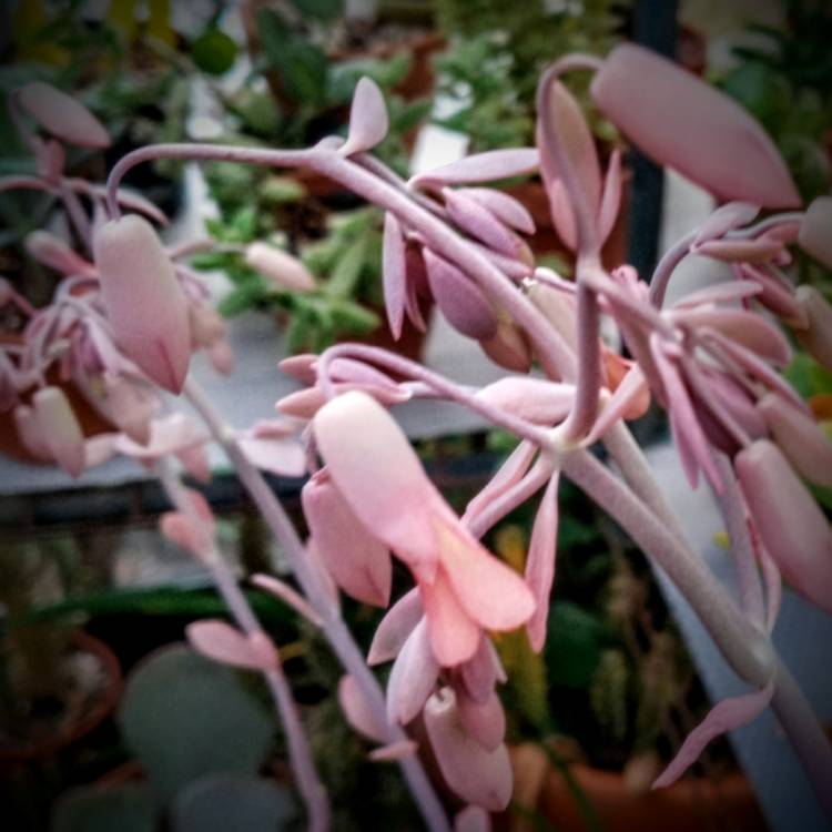 Plant image Kalanchoe Fedtschenkoi