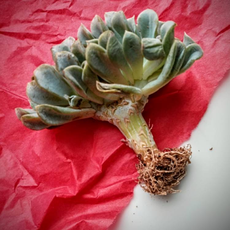 Plant image Echeveria Runyonii Topsy Turvy Cristata
