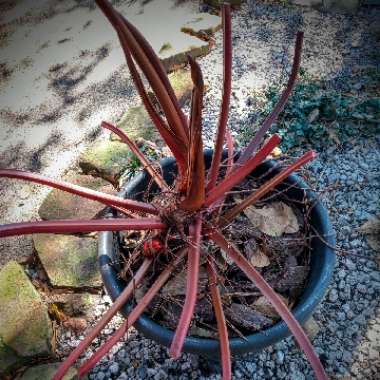 Philodendron 'Rojo Congo' syn. Philodendron 'Congo Rojo', Philodendron 'Red Congo'
