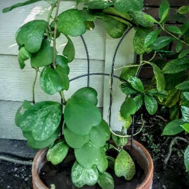 Hoya kerrii
