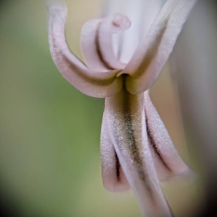 plant image 1561823
