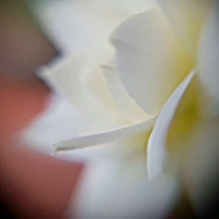plant image 1561825