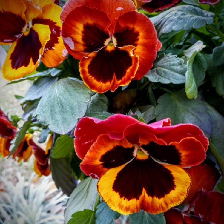 plant image 1563186