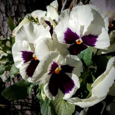 Viola
