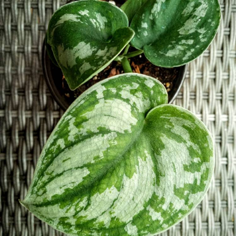 Plant image Scindapsus pictus
