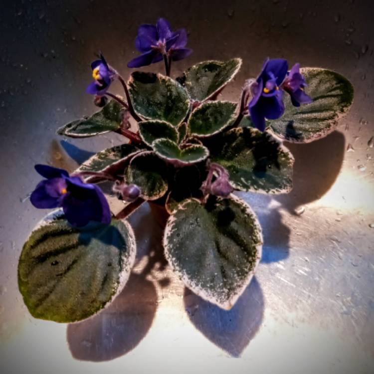 plant image 1566017