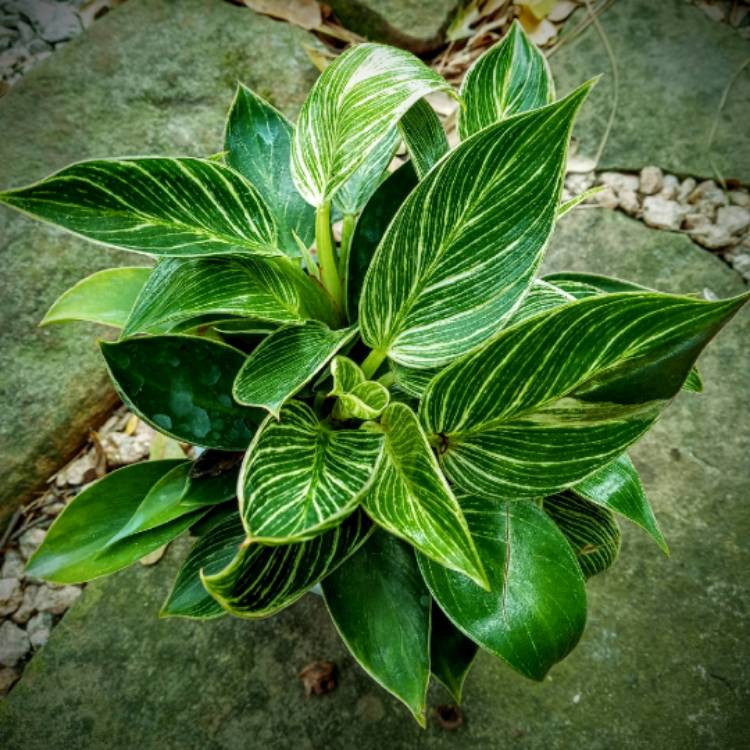 Plant image Philodendron Birkin